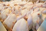 Trusted Supplier of Premium Halal Frozen Whole Chickens