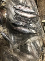 Bullet Tuna