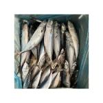 Wholesale frozen horse mackerel supplier best market deals
