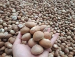 Betel Nuts for sale at a good price.