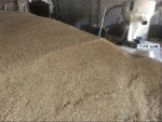 barley - wheat