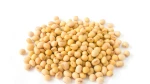 SOYBEAN