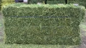 Orchard Hay - Orchard Grass Hay