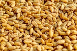 NON-GMO Wheat