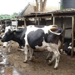 Pregnant Holstein Heifers cows/Holstein heifers / Friesian cattle,Brahman Calves Brahman Bulls