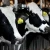 Import Pregnant Holstein Heifers cows/Holstein heifers / Friesian cattle,Brahman Calves Brahman Bulls from Germany