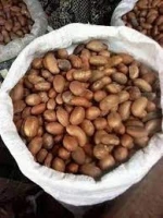 Bitter Kola