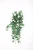 Import French Rose from China