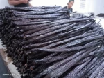 Vanilla Beans Indonesia direct from Farmer