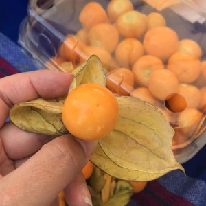 Fresh Golden Berries from Ecuador