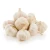 Import Fresh Frozen Garlic from Belgium