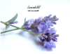 Lavender Oil (Organic or Conventional), Pure Essential Oil