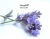 Lavender oil (organic or conventional)