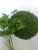 Import Dried Parsley Leaves from Egypt