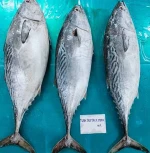 premium frozen skipjack tuna