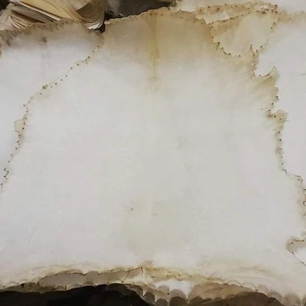 Buy Vellum Parchment Made Of Goat Skin For Furniture from Thistle Rose
