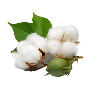 Raw cotton natural filling material great quality wholesale raw cotton