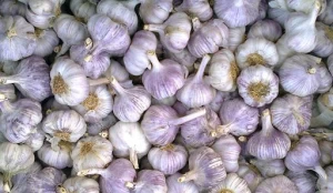 white and purple garlic