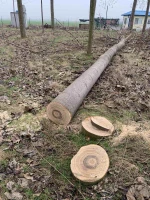 Paulownia Tree