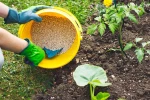 UREA