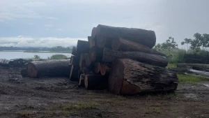 UNDERWATER LOGS