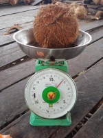 Semi Husked Coconut