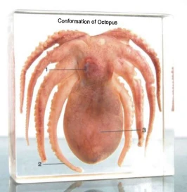 Acrylic crystal block transparent Acrylic specimen box acrylic octopus Animal specimens Real octopus Real animal