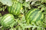 Adorable and Super Fresh Cantaloupe Melon/High Quality Fresh Water Melon/Watermelon from South Africa
