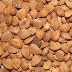 Agriculture Nuts & Apricot Kernels / Organic Apricot Kernel Agriculture Nuts