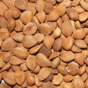 Agriculture Nuts &amp; Apricot Kernels / Organic Apricot Kernel Agriculture Nuts