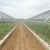 Import Agriculture plastic tunnel greenhouse from China