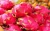 Import Agriculture Vietnamese Sweet Fresh Dragon Fruit from Vietnam