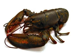 Best Selling Lobster Fresh lobster Best Price _ High Quality- From Vietnamese