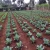 Import black agricultural supplier agriculture farm drip irrigation systems with round dripper from China