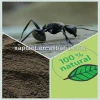 black ant extract powder
