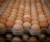 Import Broiler Hatching Eggs Cobb 500 and Ross 308 from Philippines