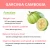 Import bulk hydroxycitric acid 50% 60% HCA pure capsule organic fruit powder garcinia cambogia extract from China
