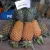 Import Bulk pineapple / Fresh pineapple exporters / Pineapple export boxes from Vietnam