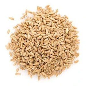 Certified Grade A Durum Wheat