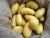 Import Certified Organic Fresh Potatoes, Irish Potatoes from South Africa