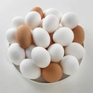 Chicken Fresh Eggs in wholesale