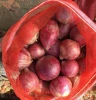China  Exporting Onion