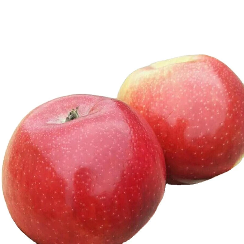 China Wholesale High Quality Fresh Competitive Price Red Fuji fresh Apple