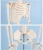 Import Detachable and Portable Medical Science Human Model 85cm PVC Skeleton Model from China