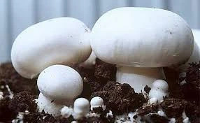 Detan Fresh Champignon Fungus