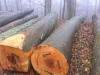 European Beech Round Logs