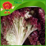farm selling red leaf lettuce romaine type no pest leaf vegetables