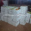 farm specification fresh tomato fresh tomatoes for sale at low price