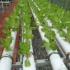 Farms container growing media dwc hydroponic system