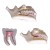fixed dental practice head care training model,dental training manikin